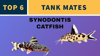 TOP 6 TANK MATES FOR SYNODONTIS CATFISH [upl. by Hershell]