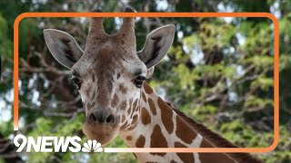 Baby animal alert Denver Zoo giraffe is expecting [upl. by Tiga]