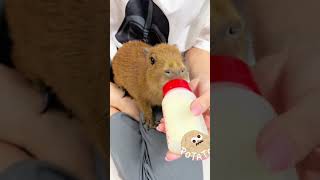 Capybara capybara animal animals capybaralove cute capybaramemes [upl. by Enelra]