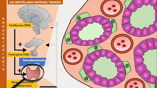 Eje hipotálamohipófisistiroides y fármacos antitiroideos  Fisiología de las hormonas tiroideas [upl. by Aivatnohs368]