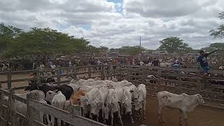 feira de gado de Cachoeirinha Pernambuco todas as quintas feiras [upl. by Luhey147]