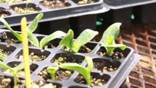 Cotyledon amp True Leaves on Transplants [upl. by Aimal]