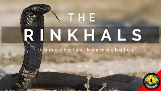 WARNING  RINKHALS  PLAYS DEAD  HEMACHATUS HAEMACHATUS  FAKES DEATH [upl. by Nac]