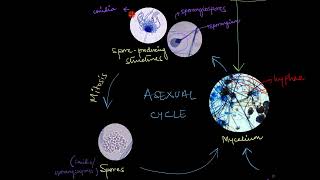 Reproduction in Fungi  Biological Classification  Biology  Khan Academy [upl. by Batista]