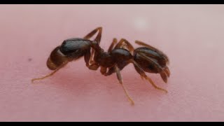 Pheidole bicarinata 2 week update [upl. by Marl]