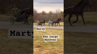 Marty and Key Largo Hanover shorts harnessracing horse yearling [upl. by Miehar476]