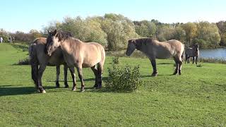 Wandeling van het Nederlandse Gulpen naar het Belgische Kanne [upl. by Irec]