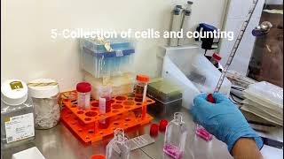 MTT Part I Seeding cells for MTT assay [upl. by Mond402]