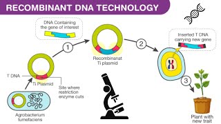 Recombinant DNA technology  application of genetic engineering in Hindi [upl. by Kylynn]