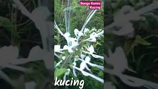 BENTUK BUNGA TUMBUHAN KUMIS KUCING Ortosipon aristatus [upl. by Llezo]