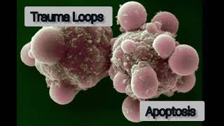 Trauma Loops — Apoptosis [upl. by Harry398]