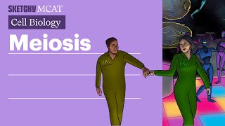 Meiosis Explained Process Stages amp Genetic Diversity Full Lesson  Sketchy MCAT [upl. by Verbenia]