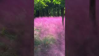 Muhly grass in China china scenery muhlygrass [upl. by Blanchard]