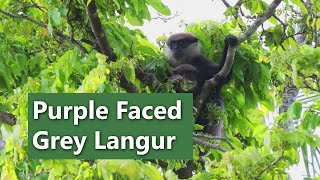 Endangered Primates of Sri Lanka  The Purple Faced Langur Leaf Monkey [upl. by Boyce549]