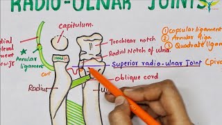 Radio Ulnar Joints  Anatomy  Upper limb [upl. by Garlaand546]