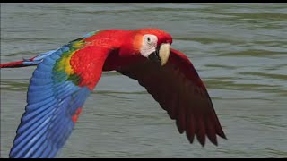 Scarlet Macaws take their medicine Earthflight Winged Planet Narrator David Tennant [upl. by Nazar828]