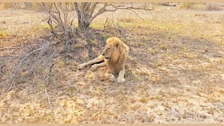 Injured old Ross Male Lion at Timbavati  Kruger  18 November 2024 [upl. by Traggat]