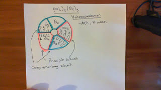 Introduction to Nicotinic Acetylcholine Receptors Part 5 [upl. by Neiman]