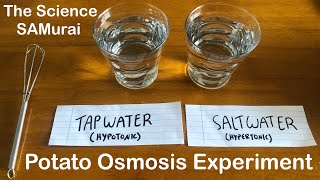 Potato Osmosis Experiment Hypotonic vs Hypertonic Solutions  The Science SAMurai [upl. by Anined798]