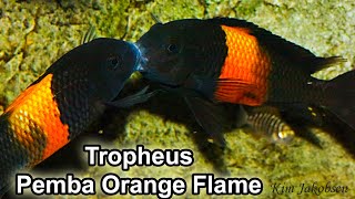 Tropheus sp Black Pemba Bemba Orange Flame [upl. by Boice]