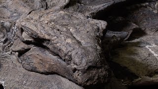 Worlds bestpreserved armoured dinosaur fossil now on display [upl. by Nohpets]