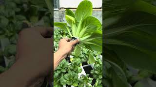 Hydroponic Masterclass  Kryzen Biotech  919870424425 [upl. by Celie]