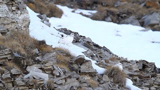 Rock Ptarmigan  Lagopède alpin [upl. by Ahcsap299]