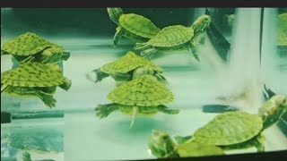 Red Eared Slider Turtles Huge Freshwater Aquarium turtles [upl. by Ynna]