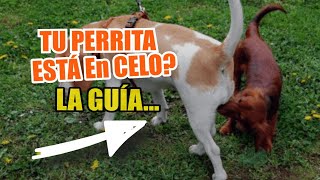 🐕PERRAS en CELO 👇Guía Sobre El Ciclo De Celo De Las Perras [upl. by Yllek155]