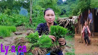 Infertile woman Pluck rice seedlings and transplant rice 17 days after sowing [upl. by Reyaht]