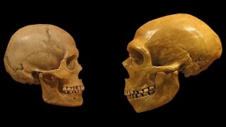 Homo Sapiens vs Neanderthals  The Evolution of Language [upl. by Kubis]