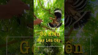 Gõ Kiến Đầu Rìu Bay Lên Cây Yêu Chim Cảnh [upl. by Neal]