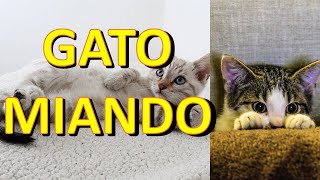 Gato miando EFEITO SONORO [upl. by Laufer]