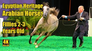 Egyptian Heritage Arabian Horses  23 Yr Old Fillies at Scottsdale Arabian Horse Show 2024 [upl. by Nigel]