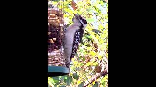 Downy Woodpecker nature [upl. by Notnef]