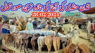 Wednesday Latest Update 2024  Luddan Cattle Market  Cow Mandi Luddan [upl. by Ransome868]