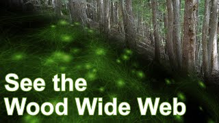 The Wood Wide Web  Trees Really Do Talk woodwideweb fungi ecology [upl. by Spiegel]