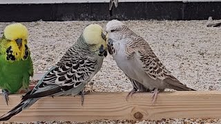 Budgie Birds having their First Kiss [upl. by Oirram]