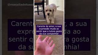 Era Só Embaixo Da Mesa Que Cachorrinho Se Sentia Seguro [upl. by Annabela595]