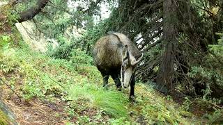 Chamois des Alpes [upl. by Nollahp440]