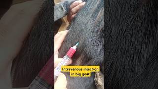 Intravenous injection in goat goatfarming vet animals shorts viralvideo [upl. by Scurlock852]