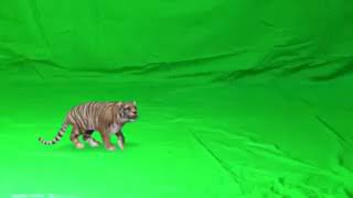 Tiger video PNG [upl. by Manas]