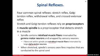 Chapter 14 The Spinal Cord Supplemental Video [upl. by Silera]