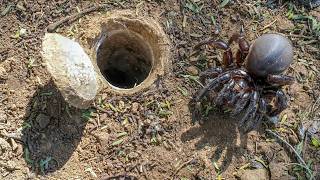 Discover the SECRET Life of the African Trapdoor Spider [upl. by Ermengarde]