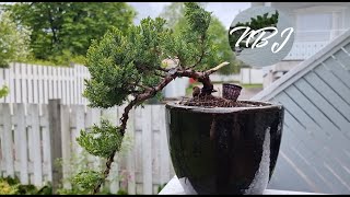 Pruning and Potting a Juniper Bonsai [upl. by Ettennor]