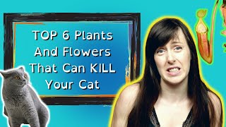 TOP 6 Most Common Plants That Are Actually Poisonous for Cats  VET ADVICE [upl. by Arinaid56]