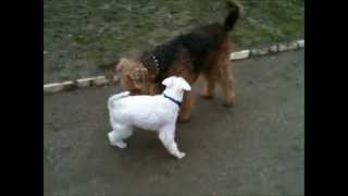 Mini Schnauzer vs Airedale Terrier [upl. by Carew]