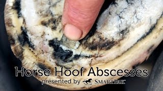 Horse Hoof Abscesses [upl. by Atoel]