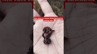 Eisenia fatida Earthworms Detailed video coming soonfarming organic apple kashmir srinagar [upl. by Elleunamme]