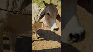 treatment in tha cattle lumpy jawActinomycosis of cow veterinary youtube kishan lumpy cow [upl. by Enowtna27]